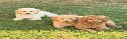 Australian Labradoodle dogs for sale: Genuine Australlian Labradoodles ( WALA reg)  - Advert 2
