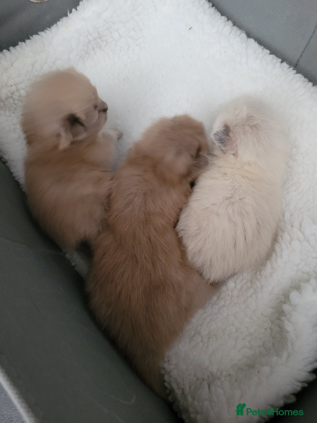 Ragdoll cats for stud: Proven chunky Ragdoll available for Stud  in Hull - Image 16