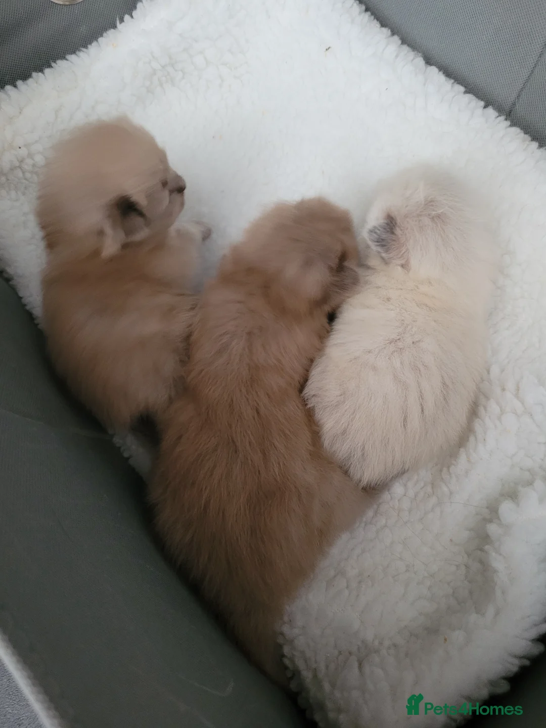 Ragdoll cats for stud: Proven chunky Ragdoll available for Stud  in Hull - Advert 16