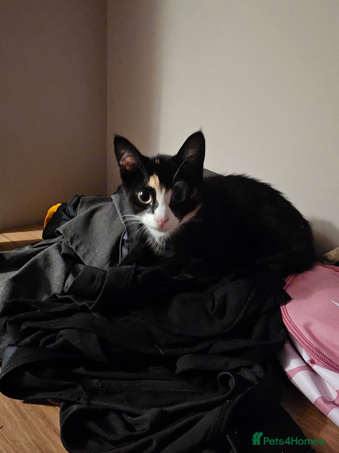 Mixed Breed cats for sale: Female 8 month old Kitten for sale  - Advert 3