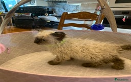 Selkirk Rex cats for sale: Selkirk rex kittens  - Image 15