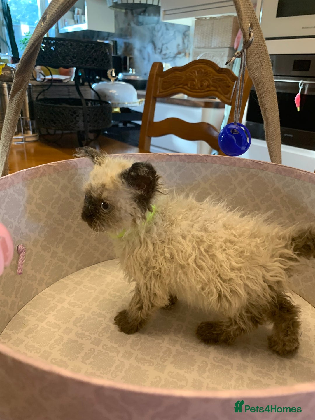 Selkirk Rex cats for sale: Selkirk rex kittens  - Image 15