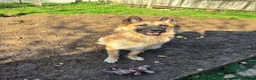 Mixed Breed dogs for stud:  golden German shepherd x Belgium Mali stud - Advert 2
