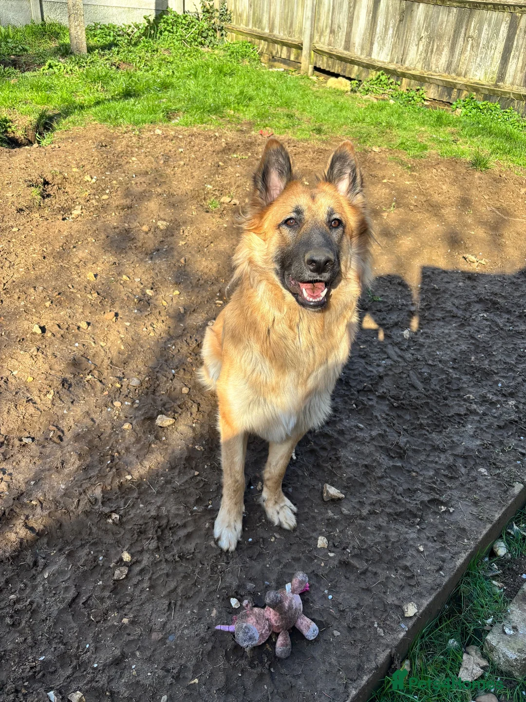 Mixed Breed dogs for stud:  golden German shepherd x Belgium Mali stud - Advert 2