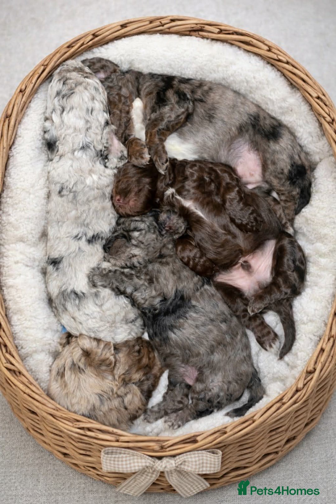 Cockapoo dogs for stud: F1 chocolate merle cockapoo - Advert 6