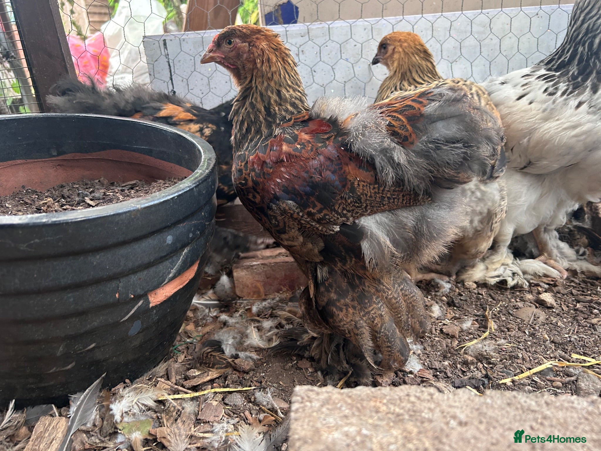Chickens poultry Brahma  - Advert 8