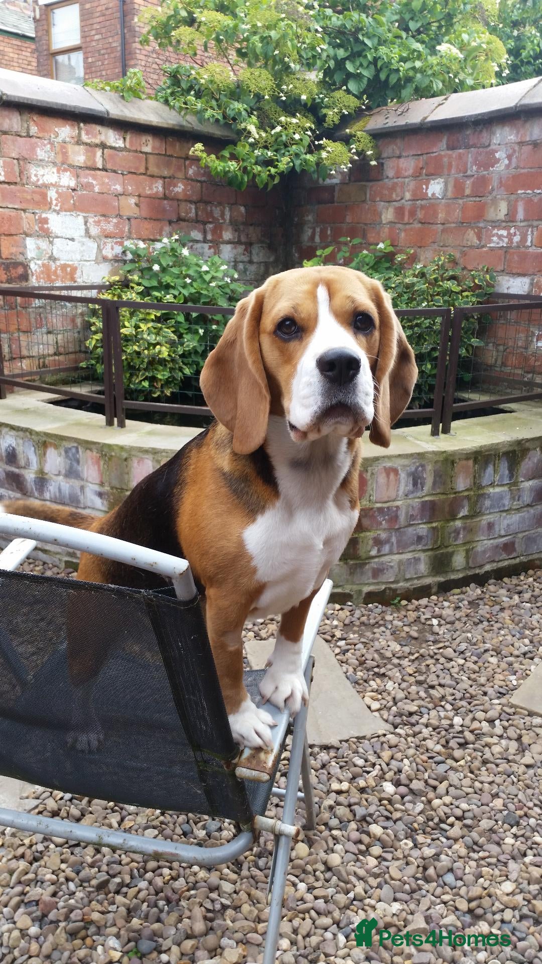 Beagle dogs for sale: 6TH Generation Beagles. - Advert 1