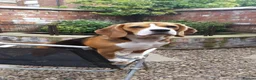 Beagle dogs for sale: 6TH Generation Beagles. - Advert 1
