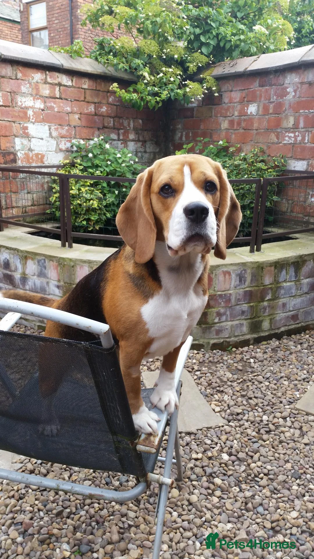 Beagle dogs for sale: 6TH Generation Beagles. - Advert 1