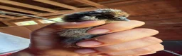 Chickens poultry for sale: Silkie Chickens, Chicks & Hatching Eggs Available - Advert 4