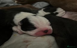 Boston Terrier dogs for sale: Outstanding Boston puppies  - Image 5