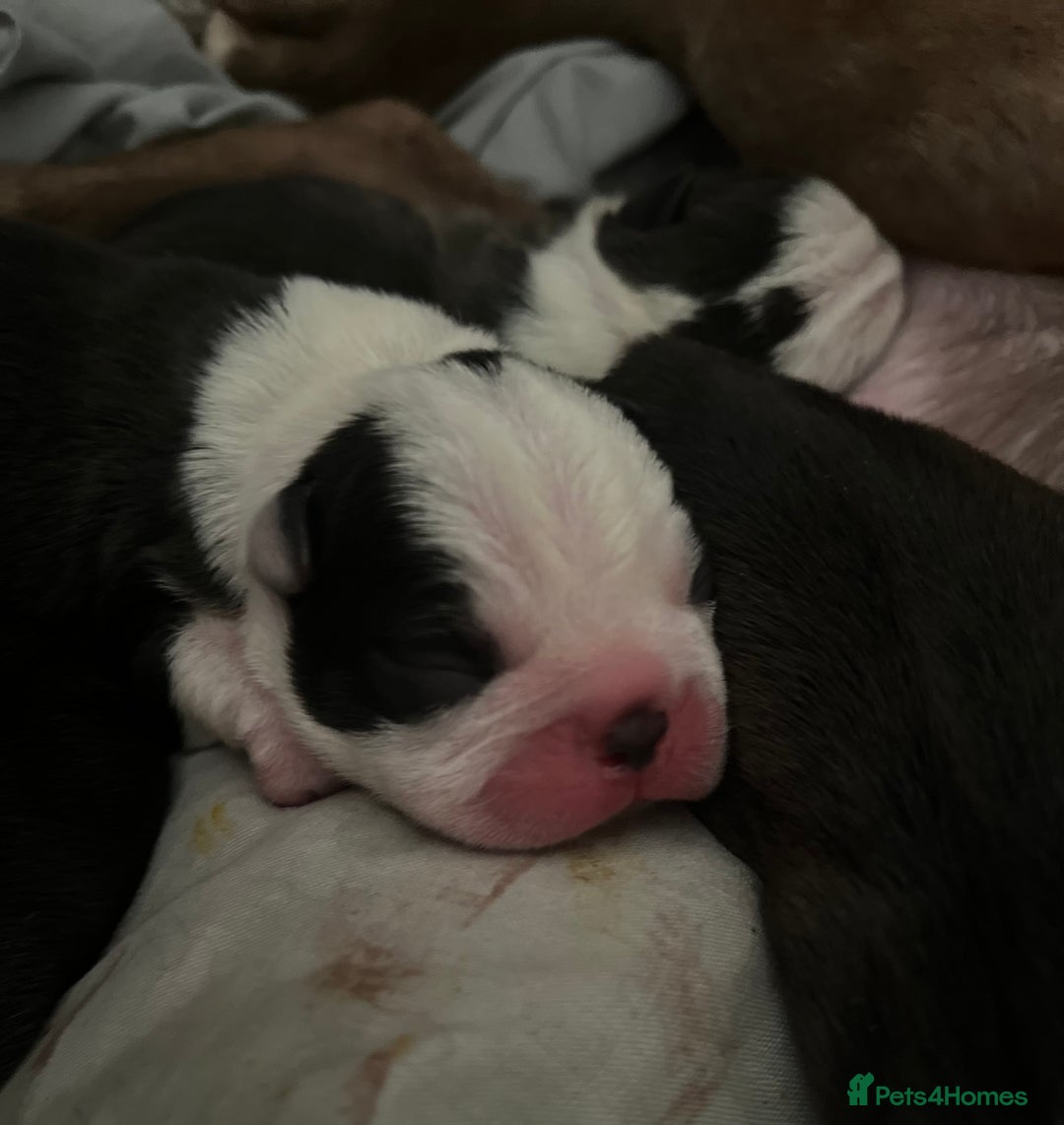 Boston Terrier dogs for sale: Outstanding Boston puppies  - Image 5
