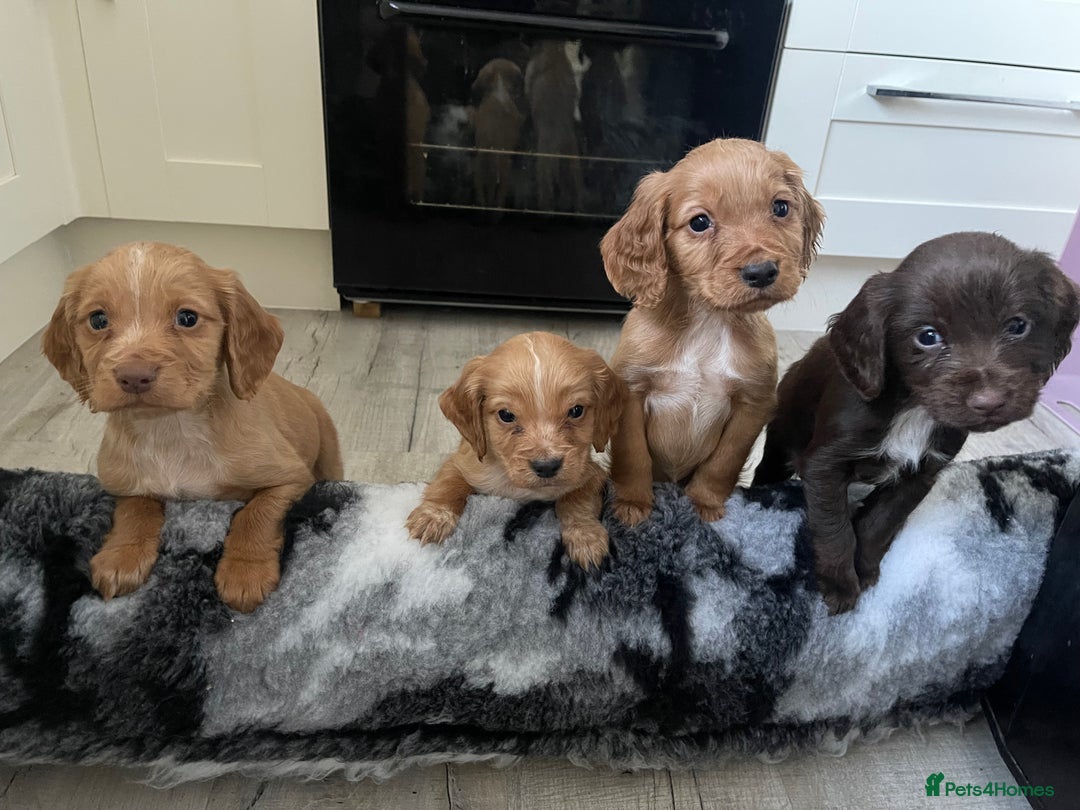 Cocker Spaniel dogs for sale: Cocker spaniels - Advert 1
