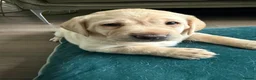 Labrador Retriever dogs for sale: KC Registered litter 1 chunky boy left - Advert 10