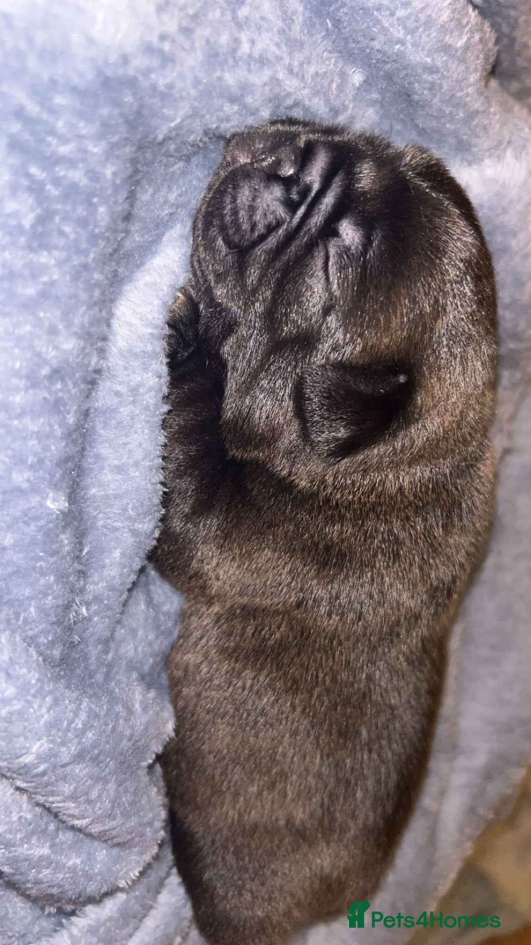 Frug dogs for sale: Frug puppies  - Advert 14