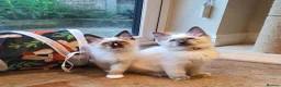 Ragdoll cats for sale: 💕Beautiful GCCF Registered Ragdoll Kittens. - Advert 5