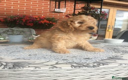 Cockapoo dogs for sale: gorgeous mixed litter of cockapoos  - Image 6