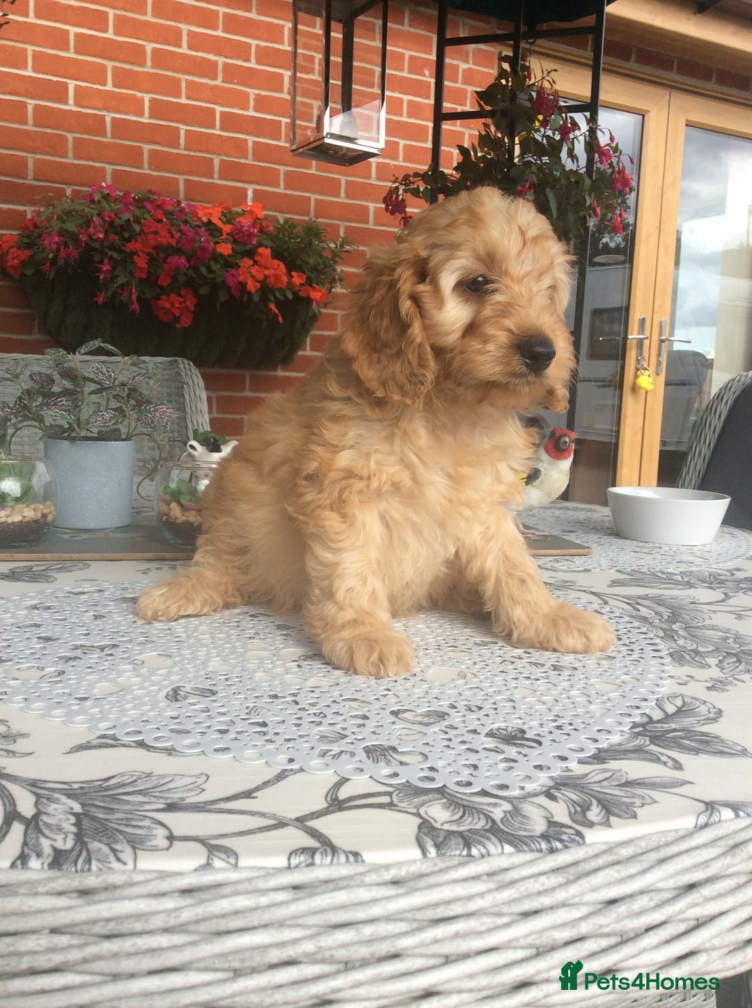Cockapoo dogs for sale: gorgeous mixed litter of cockapoos  - Image 6
