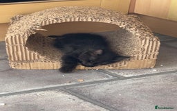 Mixed Breed cats for sale: black Siberian mixed  - Image 5