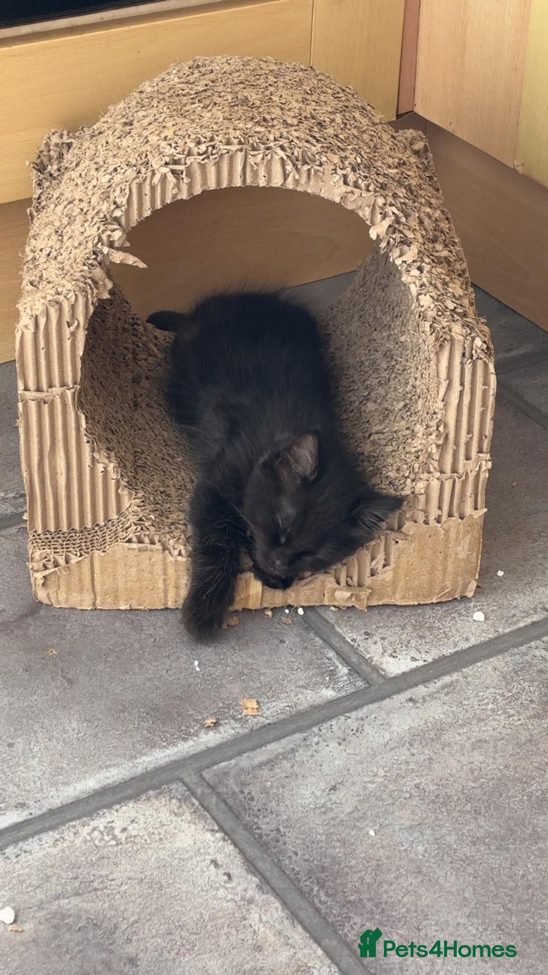 Mixed Breed cats for sale: black Siberian mixed  - Image 5