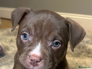 American Bully dogs 4 beautiful girl pocket bully’s - Advert 1