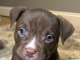 American Bully dogs 4 beautiful girl bully’s - Advert 8