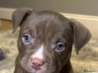 American Bully dogs 4 beautiful girl bully’s - Advert 10