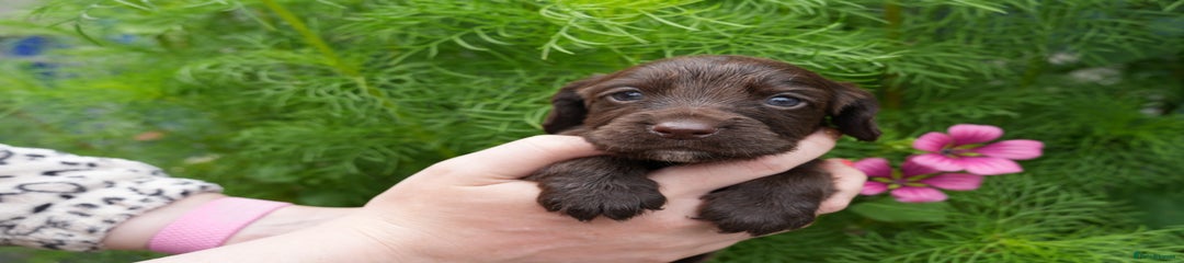 Cocker Spaniel Puppy 4 LIVER MALE