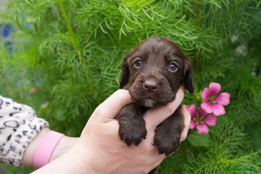Cocker Spaniel dogs for sale: 4 male KC working cocker spaniel puppies - Image 4