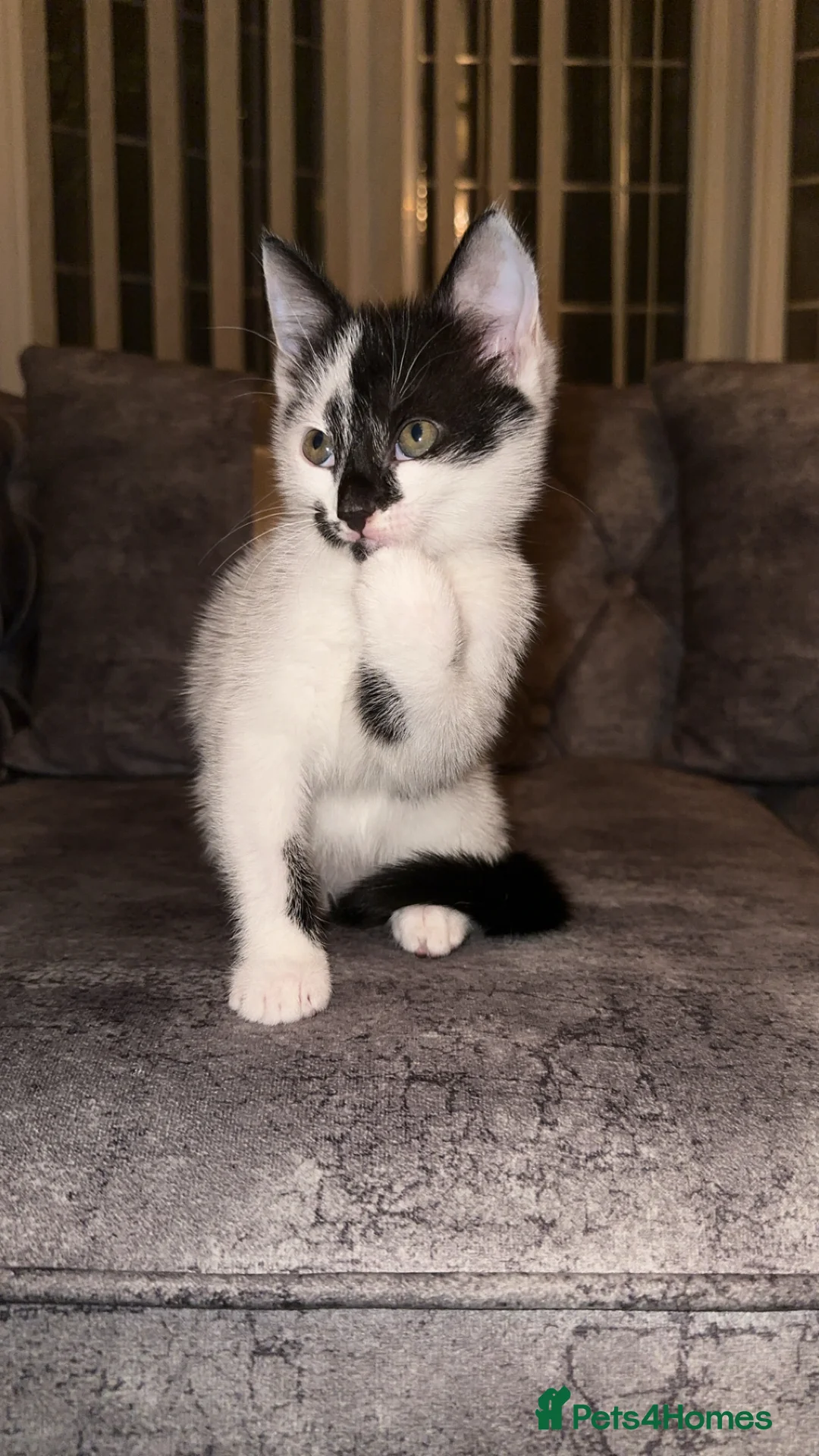 Domestic Shorthair cats for sale: Gorgeous tabby and British shorthair kitten - Advert 32