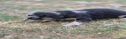 Mixed Breed dogs for sale: Dakota Sport Retriever (Special Colours) - Advert 7