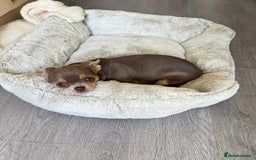 Chihuahua dogs for sale: 9 month old Girl - Image 8