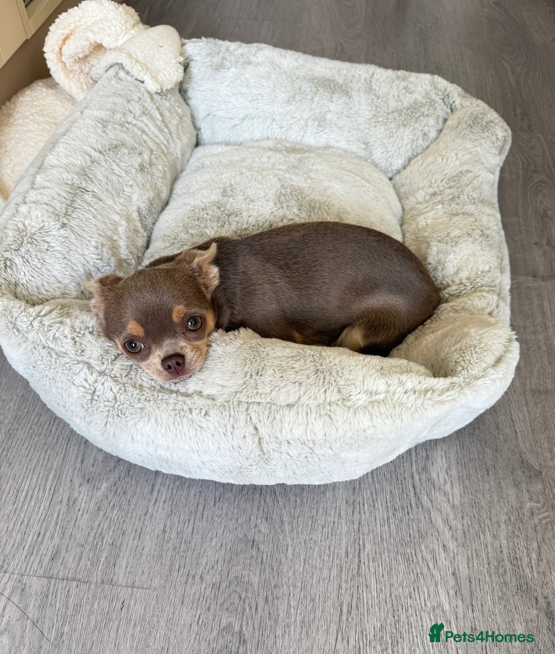Chihuahua dogs for sale: 9 month old Girl - Image 8