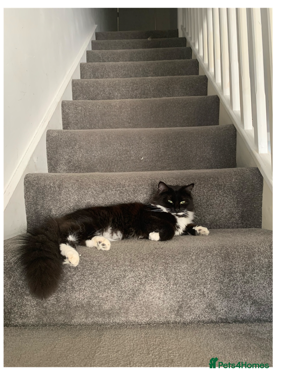 Mixed Breed cats for sale: Beautiful black and white long haired tuxedo cat - Advert 1