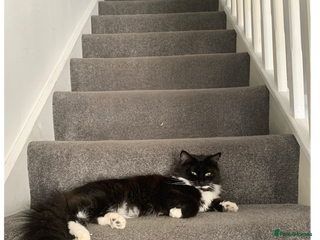 Mixed Breed cats Beautiful black and white long haired tuxedo cat - Advert 1