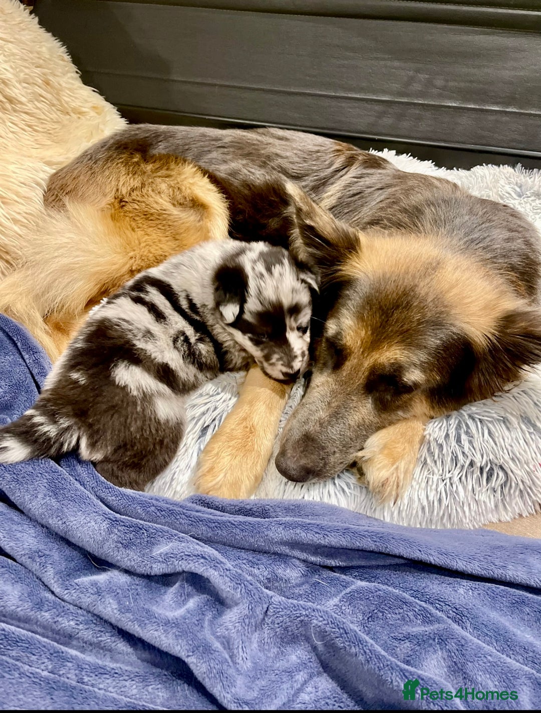 Mixed Breed dogs for sale: Beautiful long haired GSD cross collie pups  - Image 8