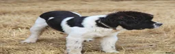 Newfoundland dogs for sale: Spanish import kc registered Newfoundland boy  - Advert 2