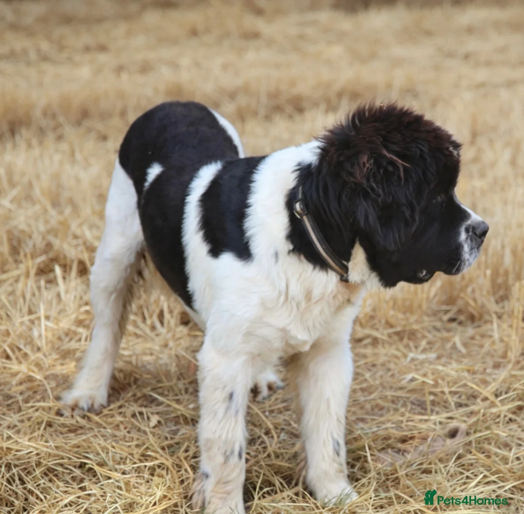 Newfoundland dogs for sale: Spanish import kc registered Newfoundland boy  - Advert 2