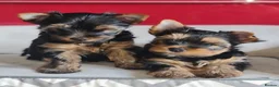 Yorkshire Terrier dogs for sale: Pedigree miniature Yorkshire terriers puppies  - Advert 3