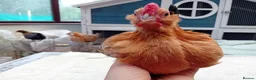 Chickens poultry for sale: Bearded Serama Trio for Loving Home - Advert 6