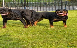 Rottweiler dogs for sale: Rottweiler one off Beautiful Litter - Image 2