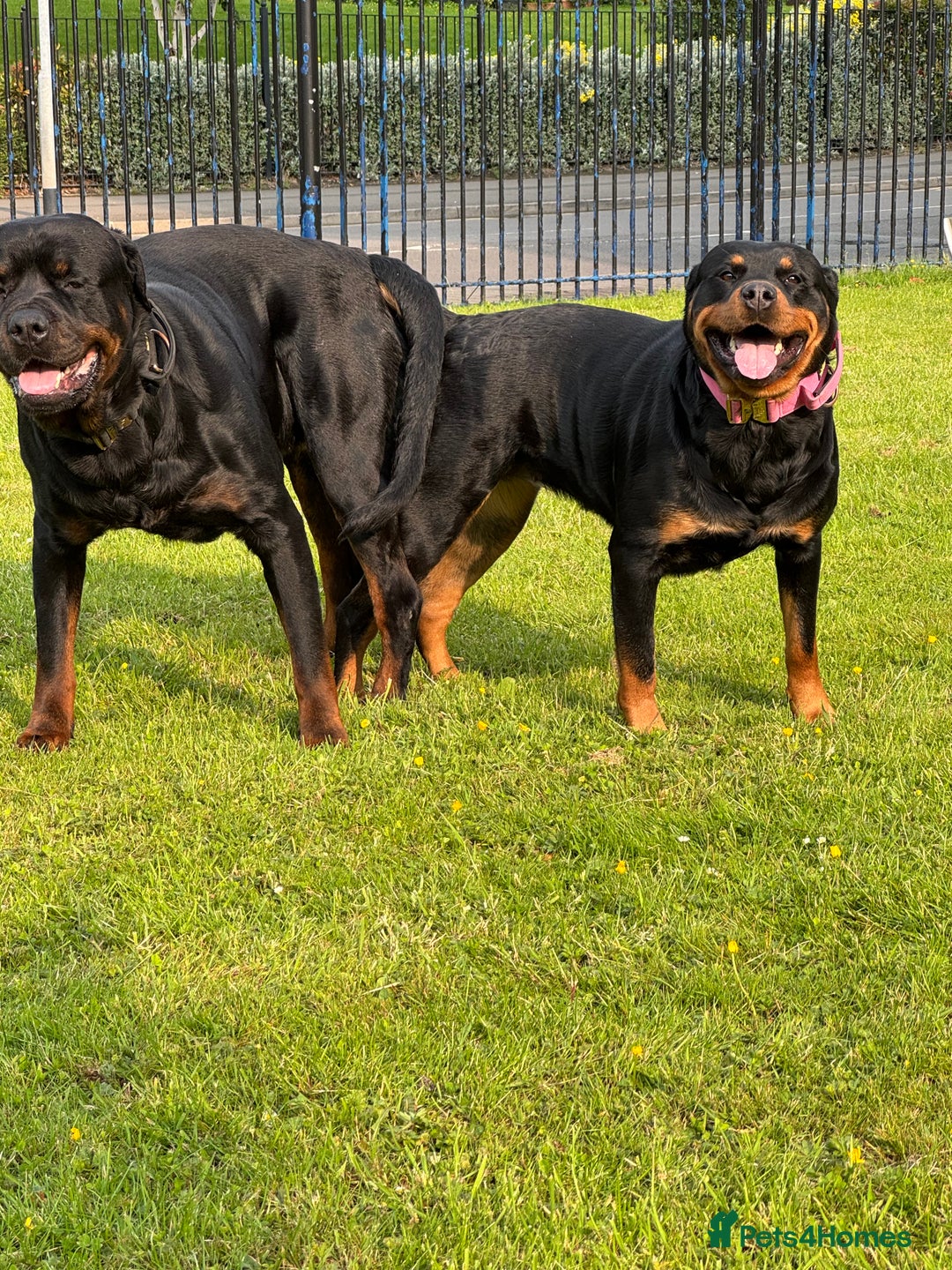 Rottweiler dogs for sale: Rottweiler one off Beautiful Litter - Image 2