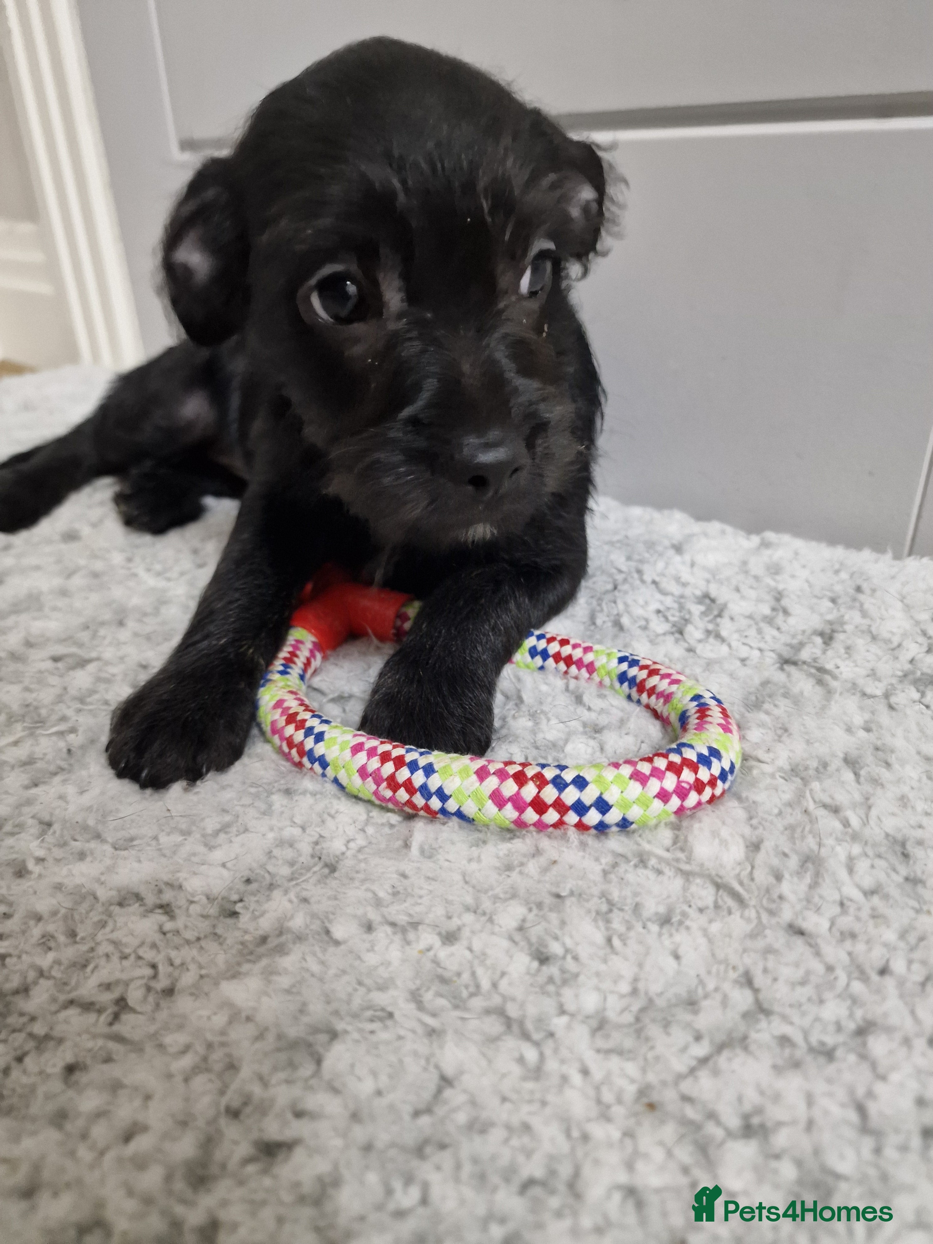 Mixed Breed dogs Frenchi /Mini Poodle Puppies ❤️ 1 Puppy LEFT! - Advert 1