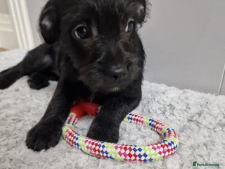 Mixed Breed dogs Frenchi /Mini Poodle Puppies ❤️ 1 Puppy LEFT! - Advert 1