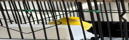 Canaries birds for sale: Canary  - Advert 3