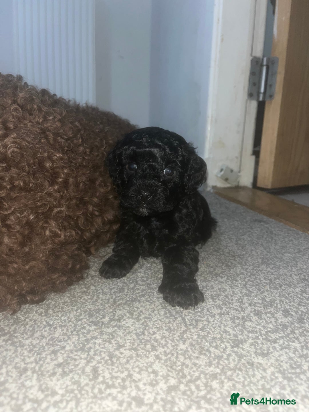 Cockapoo dogs for sale: Toy cockapoo - Advert 4