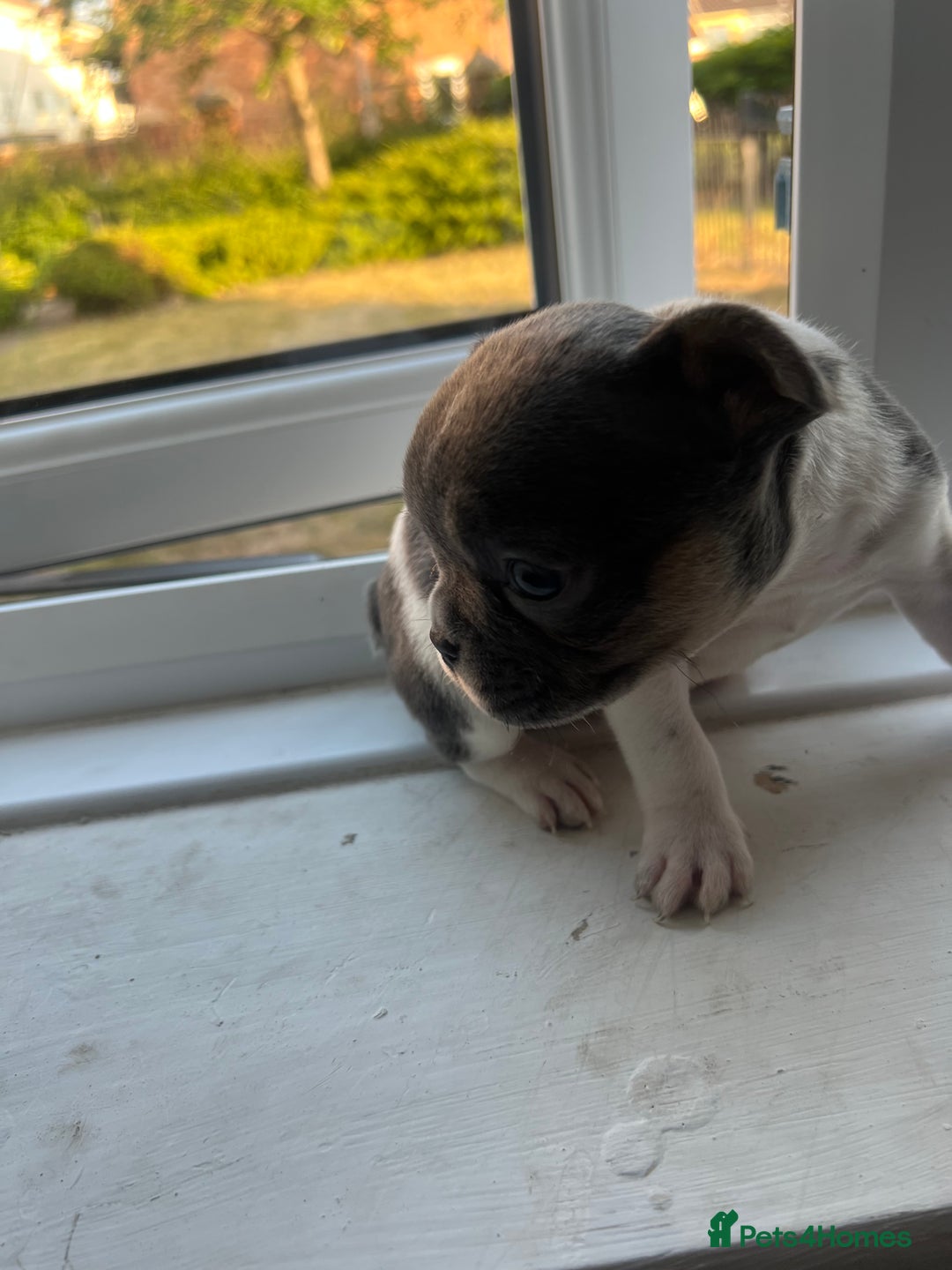 French Bulldog dogs for sale: French bulldogs - Image 6