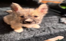 Mixed Breed dogs for sale: Siberian Husky X Staff/Lhasa Apso. Only 2 left!!  - Image 8