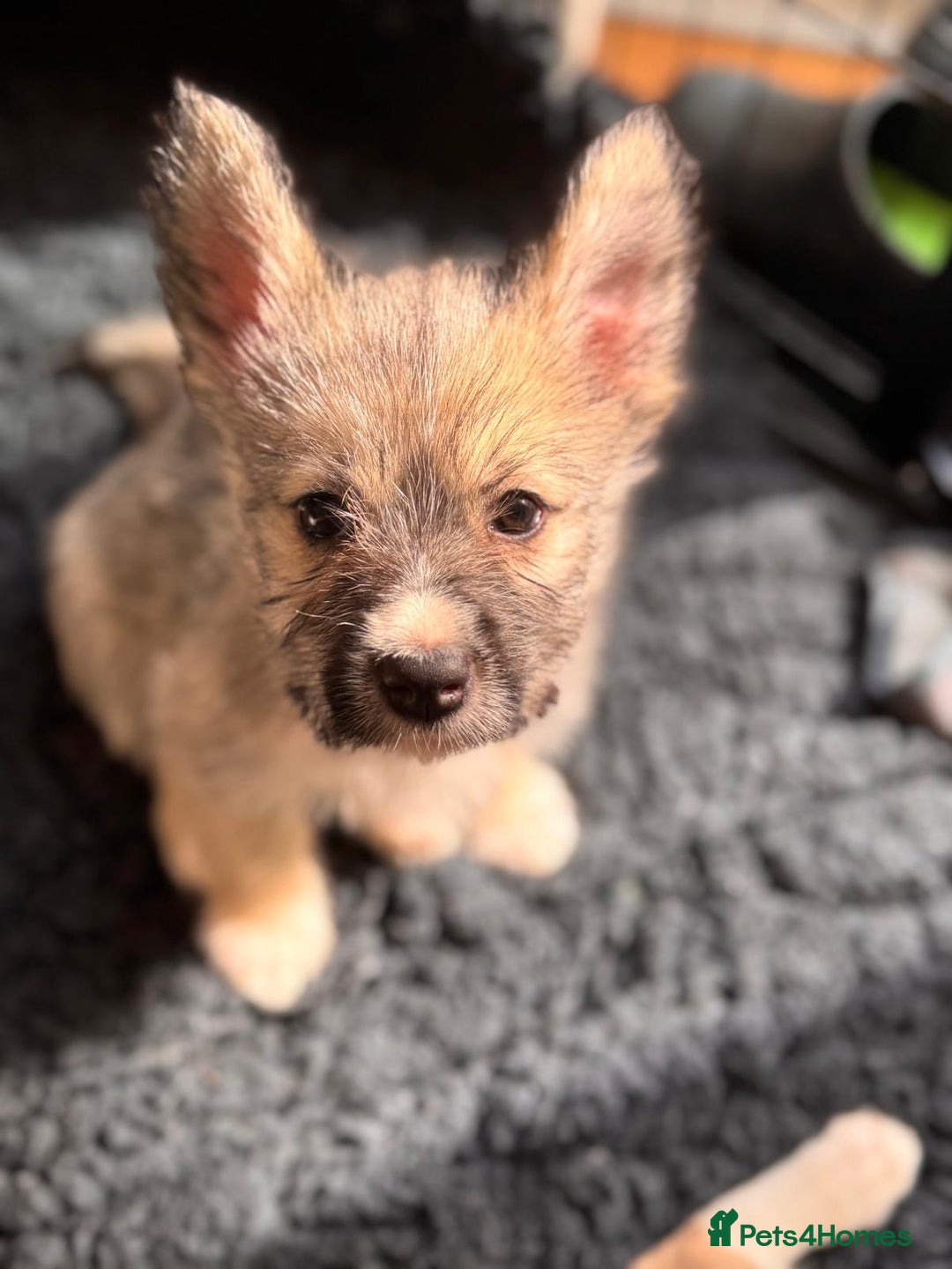 Mixed Breed dogs for sale: Siberian Husky X Staff/Lhasa Apso. Only 2 left!!  - Image 8