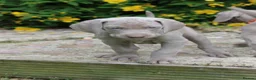 Weimaraner dogs for sale: Stunning pedigree pups-London, due on 24 July - Advert 10